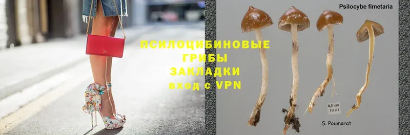 Псилоцибиновые грибы Psilocybine cubensis  Верещагино 